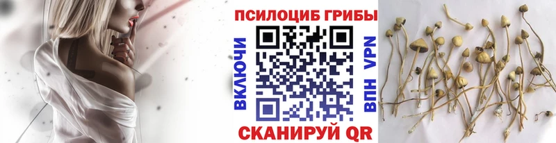 МЕГА как войти  Семёнов  Псилоцибиновые грибы Psilocybe 